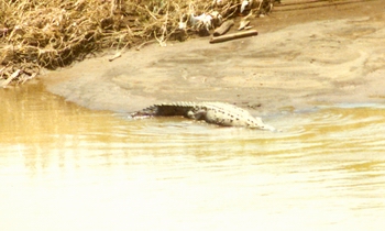 Costa Croc