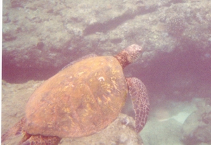 Shark's Cove turtle